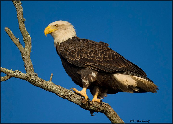 _1SB8433 american bald eagle.jpg